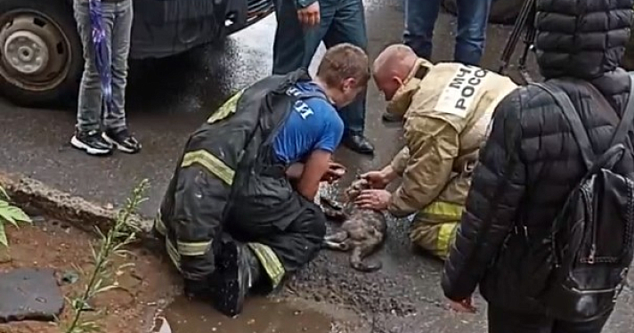 «Люди с огромным сердцем»: рыбинские спасатели реанимировали котенка после пожара