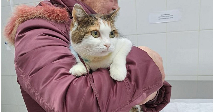 В Ярославской области неизвестный выстрелил в кошку, но об этом стало известно лишь во время осмотра