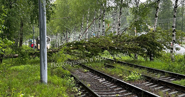 В Ярославле упавшие из-за сильного ветра деревья парализовали движение электротранспорта_242626