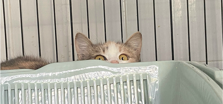 Надежда есть всегда: как ярославские волонтёры спасают животных_311246