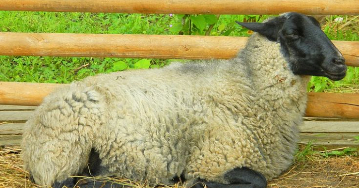 Фермерское хозяйство «Юрьевское» примет участие в федеральной научно-технической программе по улучшению генетического потенциала овец романовской породы