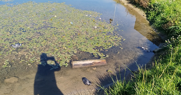 Власти объяснили массовую гибель голубей в Ивняках