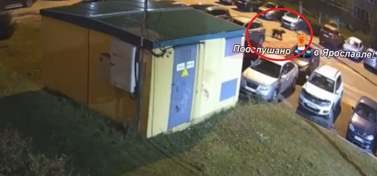 В Дзержинский район Ярославля забрёл медведь