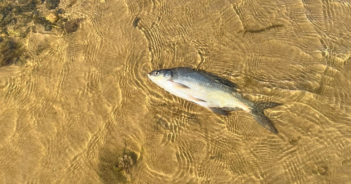 В Рыбинском водохранилище начала массово гибнуть рыба_218670