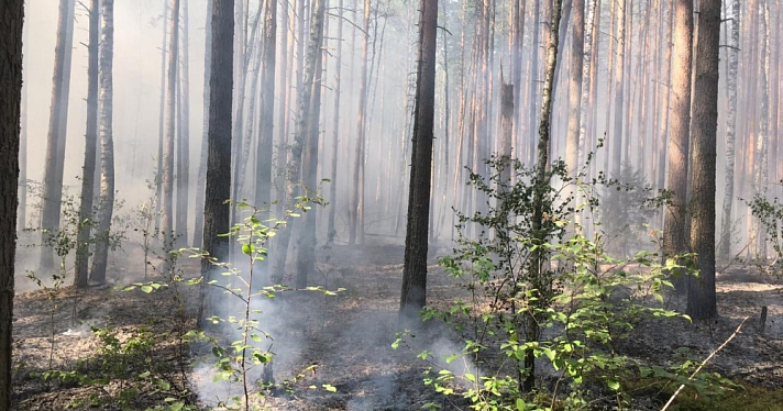 В Ярославской области потушили лесной пожар площадью один гектар