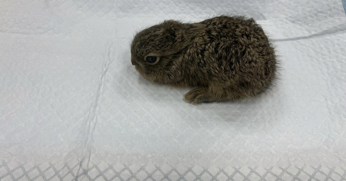 Спасательная операция для ушастого беглеца: как ярославские волонтёры выручили костромского зайчонка