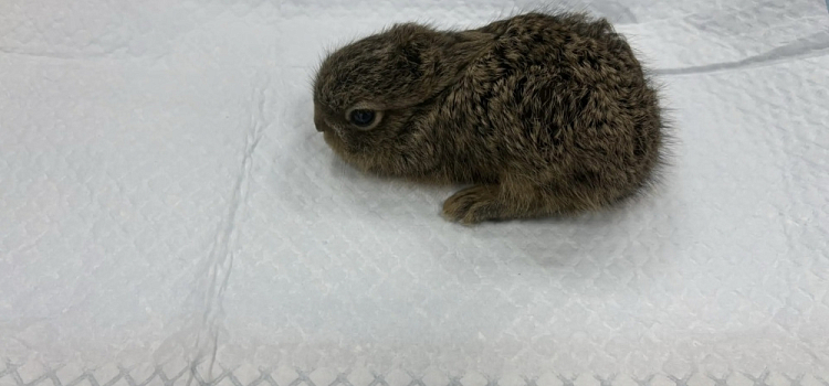 Спасательная операция для ушастого беглеца: как ярославские волонтёры выручили костромского зайчонка