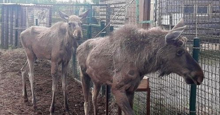 Ярославский зоопарк передал национальному парку «Лосиный остров» двух лосят