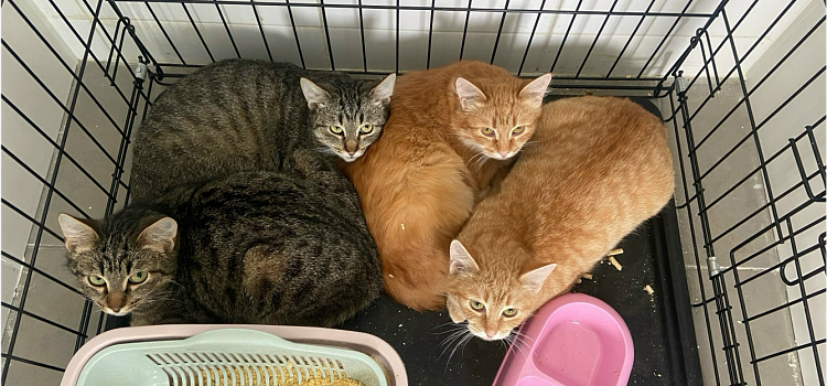 Надежда есть всегда: как ярославские волонтёры спасают животных_311244