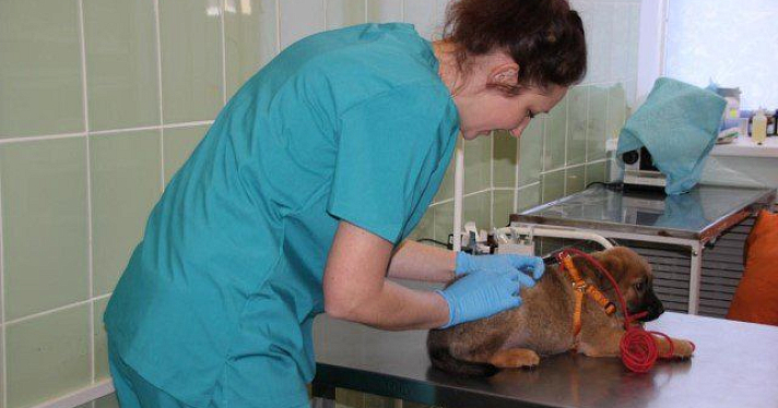 В Ярославле делают бесплатные прививки домашним животным от бешенства 