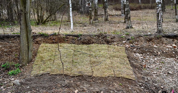 В Павловской роще в Ярославле заменят подрядчика