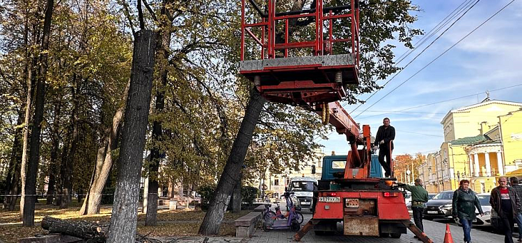 В центре Ярославля спиливают сухие деревья_283064