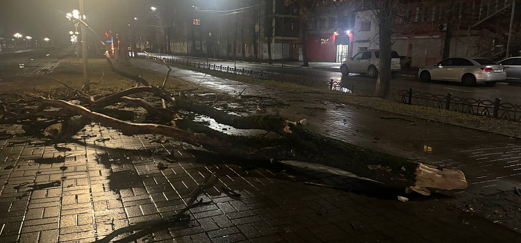 В Ярославле сильный ветер повалил дерево на машины и повредил памятник_293783