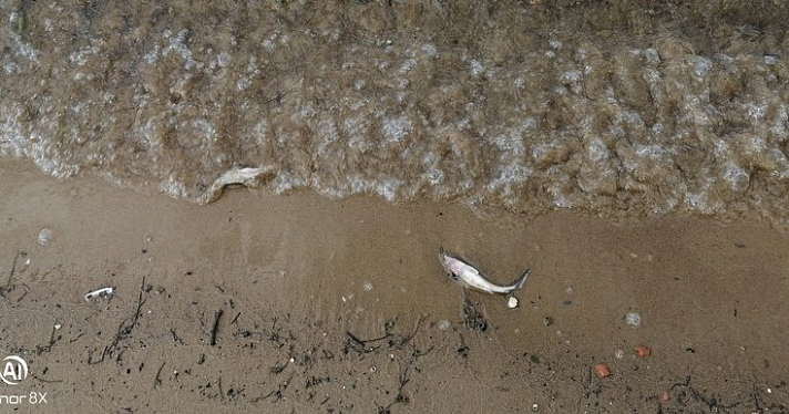 На берегу Волги в Ярославле нашли мертвых мальков стерляди_159471