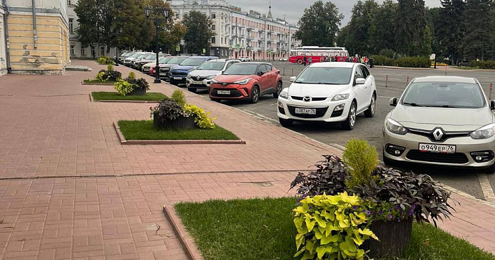В центре Ярославля высадят новые деревья вместо спиленных_223623