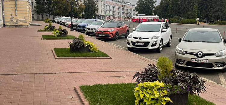 В центре Ярославля высадят новые деревья вместо спиленных_223623