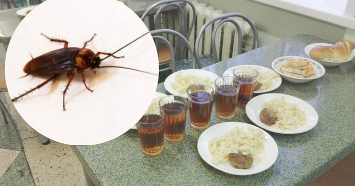 «В компоте, на партах»: в ростовской школе не могут вытравить тараканов