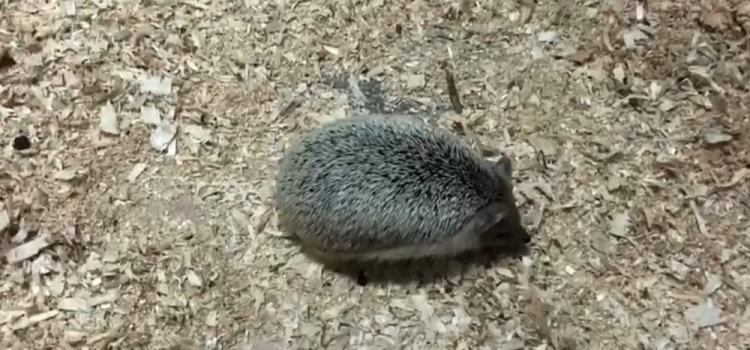 В Ярославском зоопарке появился ушастый еж: видео