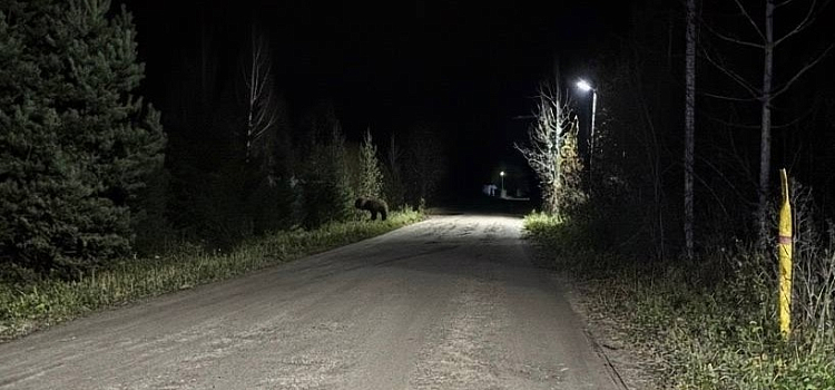 В Ярославской области медведи всё чаще подходят к населённым пунктам_306118