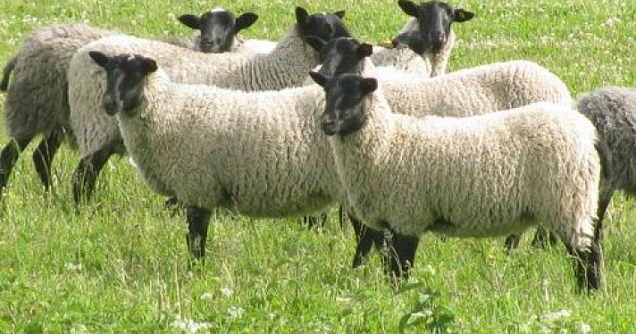 Как растить овец без риска прогореть?