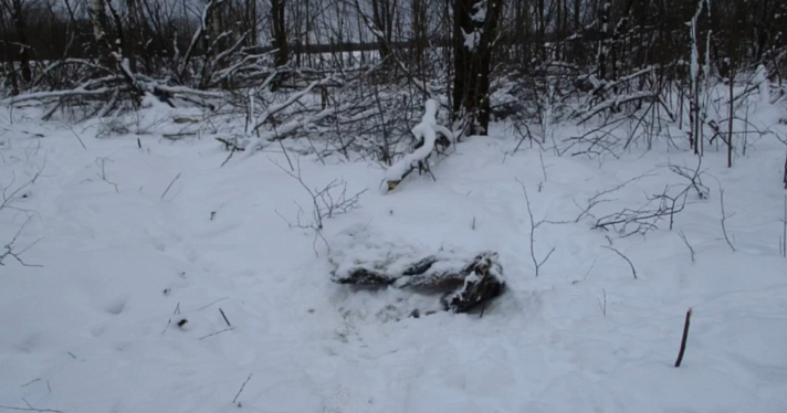 В Ярославской области охотник незаконно застрелил пять лосей_233951