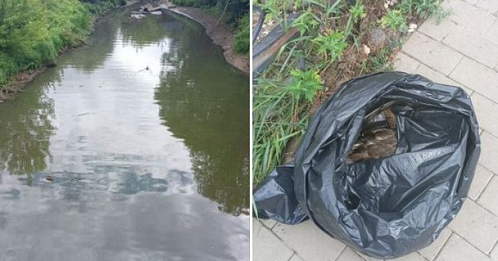 В Угличе обследовали ручей, где погибли утки