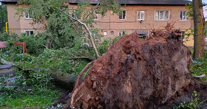 В Переславле-Залесском сильный ветер вырвал с корнем и повалил деревья