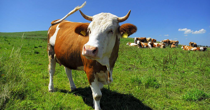 На молочно-товарных фермах области выявлены нарушения