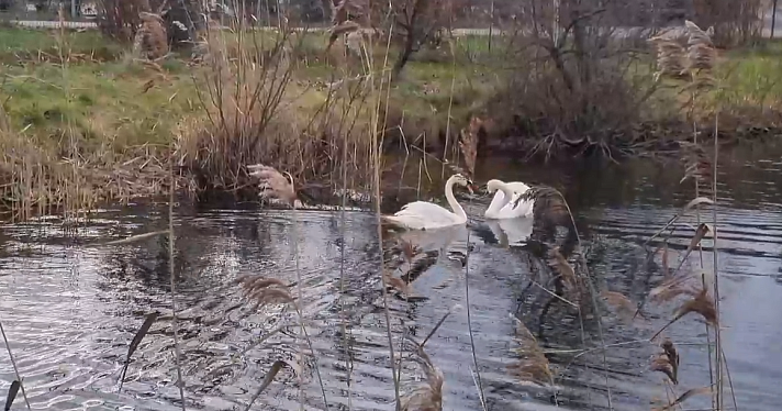 В Ярославском зоопарке перезимует пара монастырских лебедей_225666