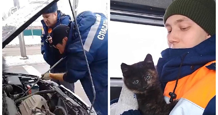 В Ярославле спасатели освободили из-под капота замерзшего котенка