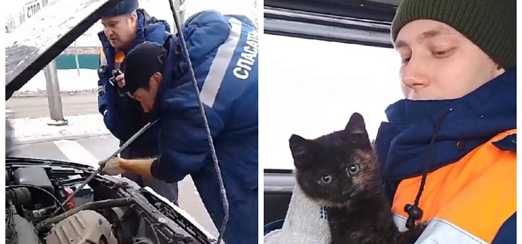 В Ярославле спасатели освободили из-под капота замерзшего котенка