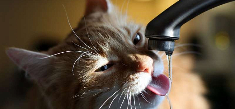 Мэрия Ярославля опубликовала график отключений горячей воды в городе