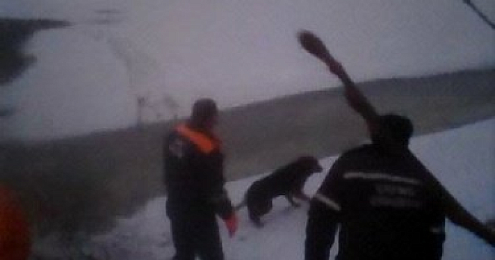 Спасатели ЦГЗ вытащили из полыньи на Которосли собаку. Видео