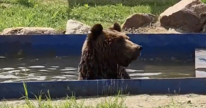 В Ярославском зоопарке косолапые устроили заплывы