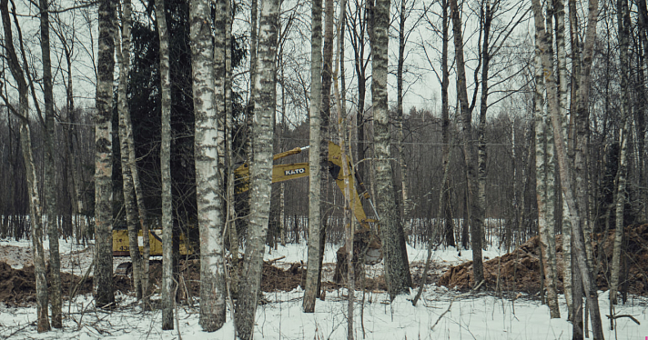 Здесь покоится Барсик: жители Ярославской области боятся, что кладбище домашних животных исчезнет из-за вырубки леса_232090