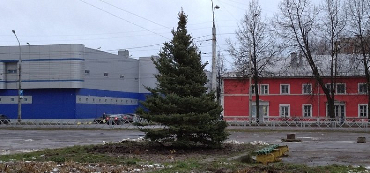 В Рыбинске к новогодним праздникам высадили живую ель: сколько стоит
