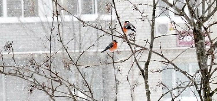 МЧС: в Ярославской области ожидается ухудшение погоды, возможен сход снега с крыши