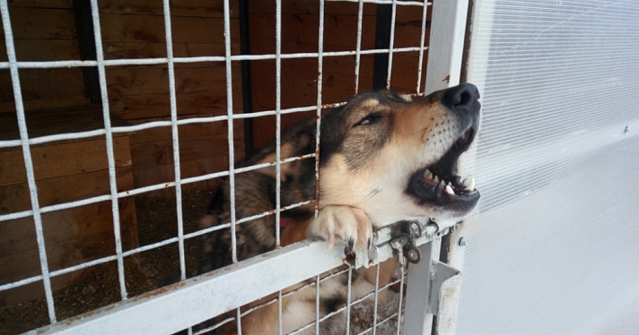 Жители Дзержинского района пожаловались на агрессивных собак