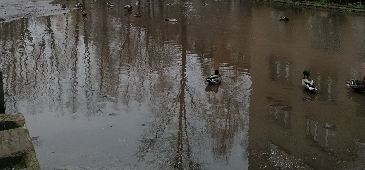 Власти Ярославля пообещали расправиться с многолетней лужей в Дзержинском районе