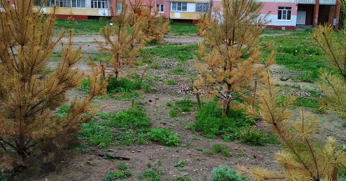 В Ярославле погибли сосны, посаженные на акции мэрии «Растем вместе»_157976