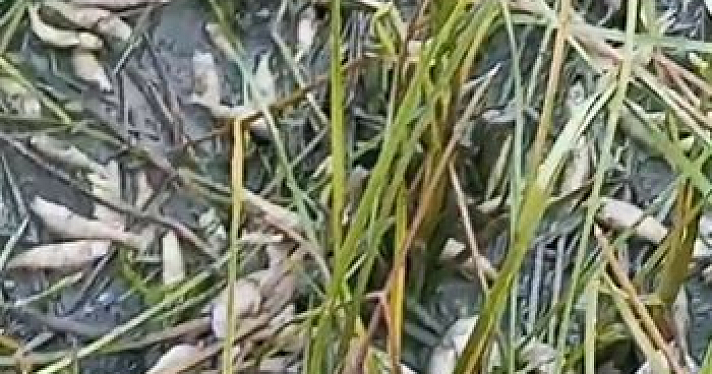Ярославцы в Сети обсуждают мёртвую рыбу на водохранилище