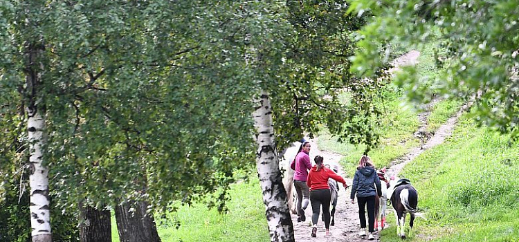«Свои услуги пытаются оказывать обязательно в центре города, что категорически запрещено»: в Ярославле борются с незаконным катанием на лошадях_165779