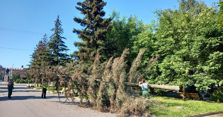 В Рыбинске на Аллее Славы выпилили деревья