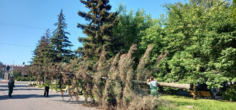 В Рыбинске на Аллее Славы выпилили деревья