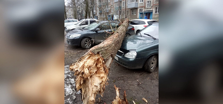В Ярославле дерево рухнуло на три припаркованных автомобиля_210233