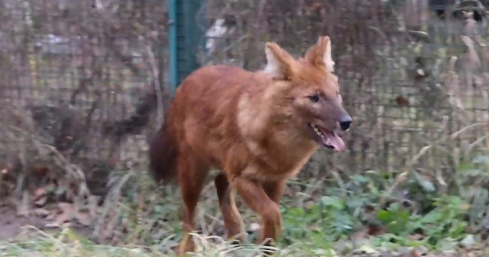 В Ярославском зоопарке поселилась красная волчица