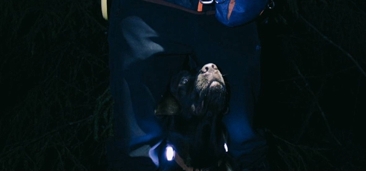 В Ярославской области собака спасла погибавшую в лесу женщину