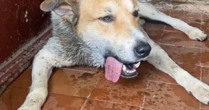 «Всеобщая любимица»: в Ярославском районе догхантеры отравили бездомную собаку