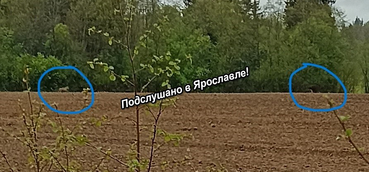 В Ярославской области местные жители заметили волков около деревни