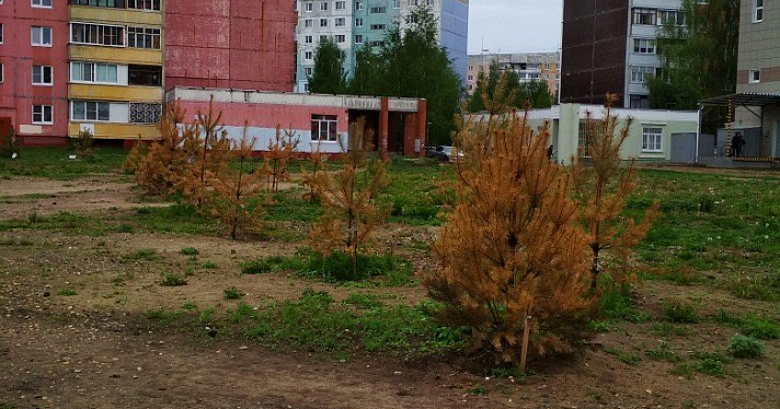 В Ярославле погибли сосны, посаженные на акции мэрии «Растем вместе»_157975